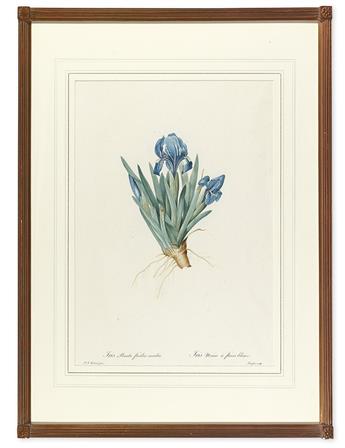 REDOUTÉ, PIERRE-JOSEPH. Iris Pumila floribus coeruleis. Plate 161. * Canna Flaccida. Plate 107.